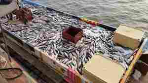 �������� ����������� ���� ����� ������� �������������� � �������� ����� �� 46 ��������� -- ���� &laquo;������������&raquo;